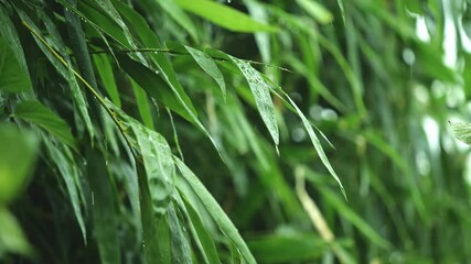 Wall Mural - raindrops dripping from the green bamboo leaves in tropical rainy season
