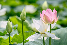 July 9, 2021-Sangju, South Korea-Lotus Flowers Are In Full Bloom In A Pond At Sangju In South Korea's Largest Colony Of The Jisan-ri. Every July To August Is South Korea Lotus Blooming Season.