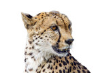 Fototapeta Sawanna - Cheetah portrait isolated in white background in Kgalagadi transfrontier park, South Africa; Specie Acinonyx jubatus family of Felidae