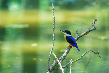 Canvas Print - The lively and lovely blue emerald birds on the branches