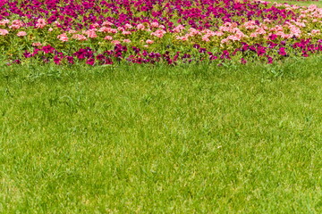 flowers and grass