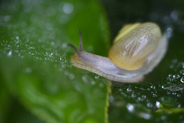 Canvas Print - Snails often appear especially during the rainy season. 