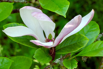 A single magnolia flower in close-up