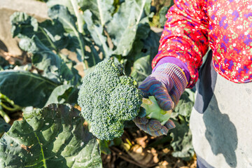 farmers hold green cauliflower in the field with a cauliflowers farm background.