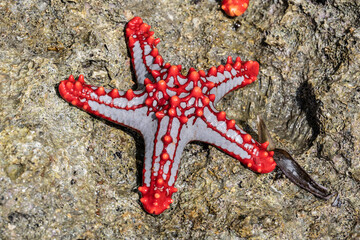 Wall Mural - macro shooting of marine life at low tide on a coral reef 