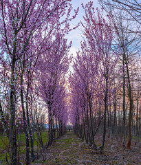 Poster - viale alberi peschi