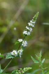 Poster - Mint flowers and butterfly. Lamiaceae perennial herb.