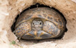 Central Asian steppe turtle in the Ili river valley