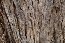 Aging Exfoliating Furrowed Ridge Bark Of Desert Ironwood, Olneya Tesota, Fabaceae, Native Arborescent Shrub In Joshua Tree National Park, Cottonwood Mountains, Colorado Desert, Springtime.