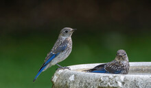 2 Juvenile Eastern Bluebirds In The Bird Bath