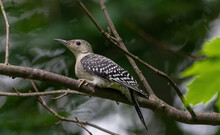 A Female Juvenile Red-bellied Woodpecker