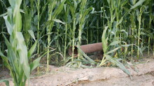 Water Pipes In A Dry Corn Field.