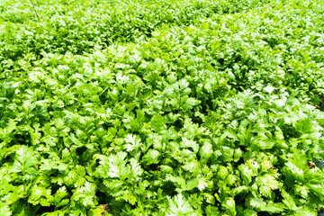 Green curly parsley leaves (Petroselinum) in the farmland of Yunlin, Taiwan.