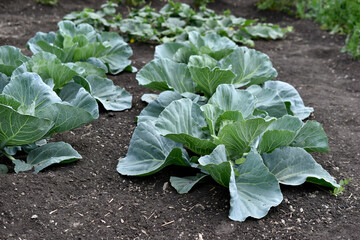 Canvas Print - A bed of green cabbage in the garden in summer