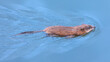The muskrat floats on the surface of the water.