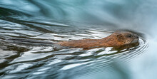 The Muskrat Floats On The Surface Of The Water.