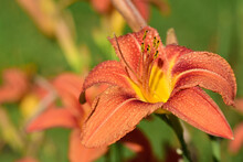 Close Up Of Bright Orange Daylilies In Summer, With Water Droplets On Them