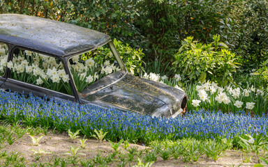 Abandoned old retro car with blooming flowers inside in the field. 