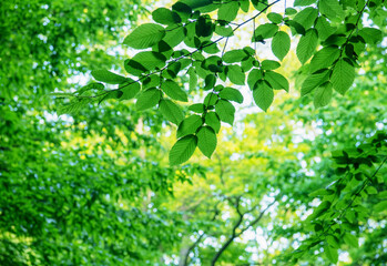 Wall Mural - Green leaves on tree. Nature spring and summer background.