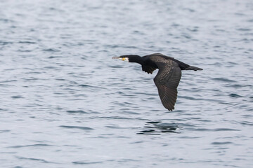 Poster - Cormorant flying over water