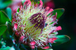 Close up of an exotic Protea flower
