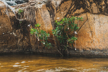 Sticker - Flowers by the river in Belize 