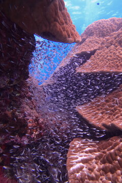 沖縄県宮古島の海底にあるサンゴ礁とドワーフ・グラステトラの群れ
