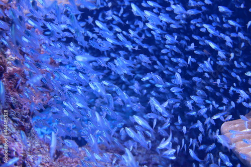 水中 海中 アドビストックのデザイン かべいろ Com おしゃれ壁紙リフォーム貼り替え インクジェット壁紙のかべいろ Com 水中 海中 アドビストックのデザイン かべいろ Com おしゃれ壁紙リフォーム貼り替え インクジェット壁紙のかべいろ Com
