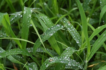 Sticker - Abstract image of the rainy season. Water droplets after rain.