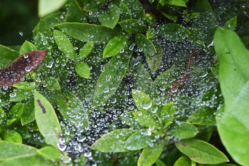 Sticker - Abstract image of the rainy season. Water droplets after rain.