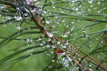 Poster - Abstract image of the rainy season. Water droplets after rain.