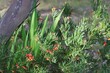 Grevillea 'Bonnie Prince Charlie' (Grevillea rosmarinifolia x alpina) in flower, South 
Australia
