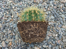 Golden Barrel Cactus With Bare Roots