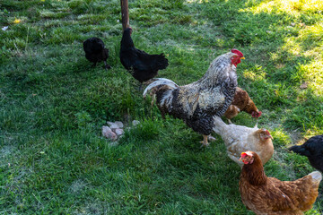 Chicken and rooster walk on herb outside the yard in the village