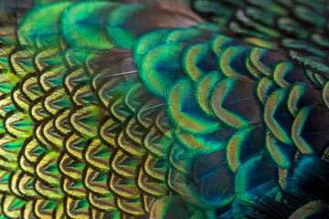  Peacock feathers in closeup ,beautiful Indian peafowl for background