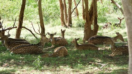 Wall Mural - Close shot of deer with white spots under trees