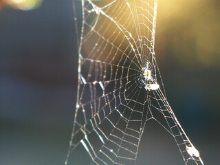 spiders web glistening in sunlight