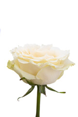 Sticker - white rose isolated