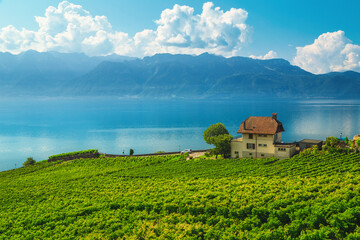 Wall Mural - Spectacular vineyards on the shore of the lake Geneva, Switzerland