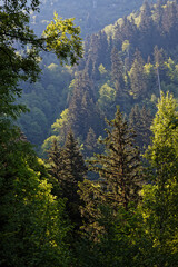 Sticker - Trees and forest on the slopes of Belledonne mountain range