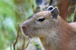 Capybara - Hydrochoerus hydrochaeris, young - baby, close up