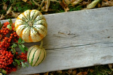 Wall Mural - Pumpkin harvest. Pumpkins and rowan bunches on a wooden board in autumn leaves . View from above. Autumn time. Autumn season. top view, copy space.	