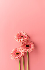 Wall Mural - Three gerbera daisies on a pink background