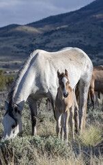 Sticker - Wild Horse Mare and Foal in the Utah Desert