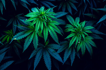 Beautiful marijuana leaves. Background for design. Psychedelic pattern.