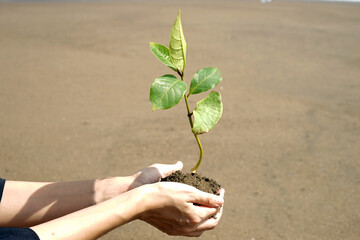 Planting mangrove in the beach