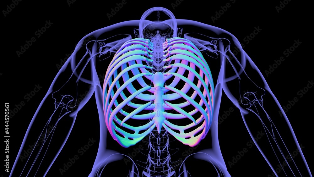 Human skeleton anatomy Rib Cage 3D Rendering Stock Illustration | Adobe ...