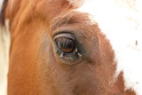 Fototapeta Konie - a horse's eye full of flies in summer 
