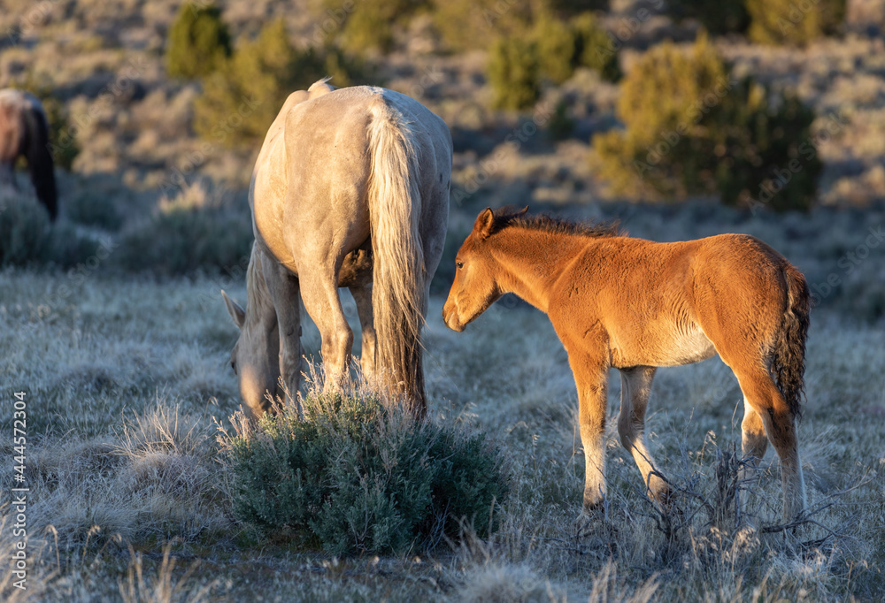 Wild Horse Mare and Foal in the Utah Desert - obrazy, fototapety, plakaty 