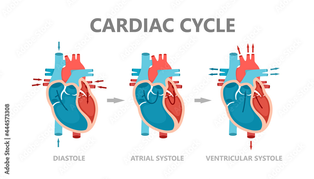 Phases of the cardiac cycle - diastole, atrial systole and atrial ...